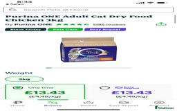 Ragdoll cats for sale: Lovely Ragdoll looking for lovely family - Advert 22