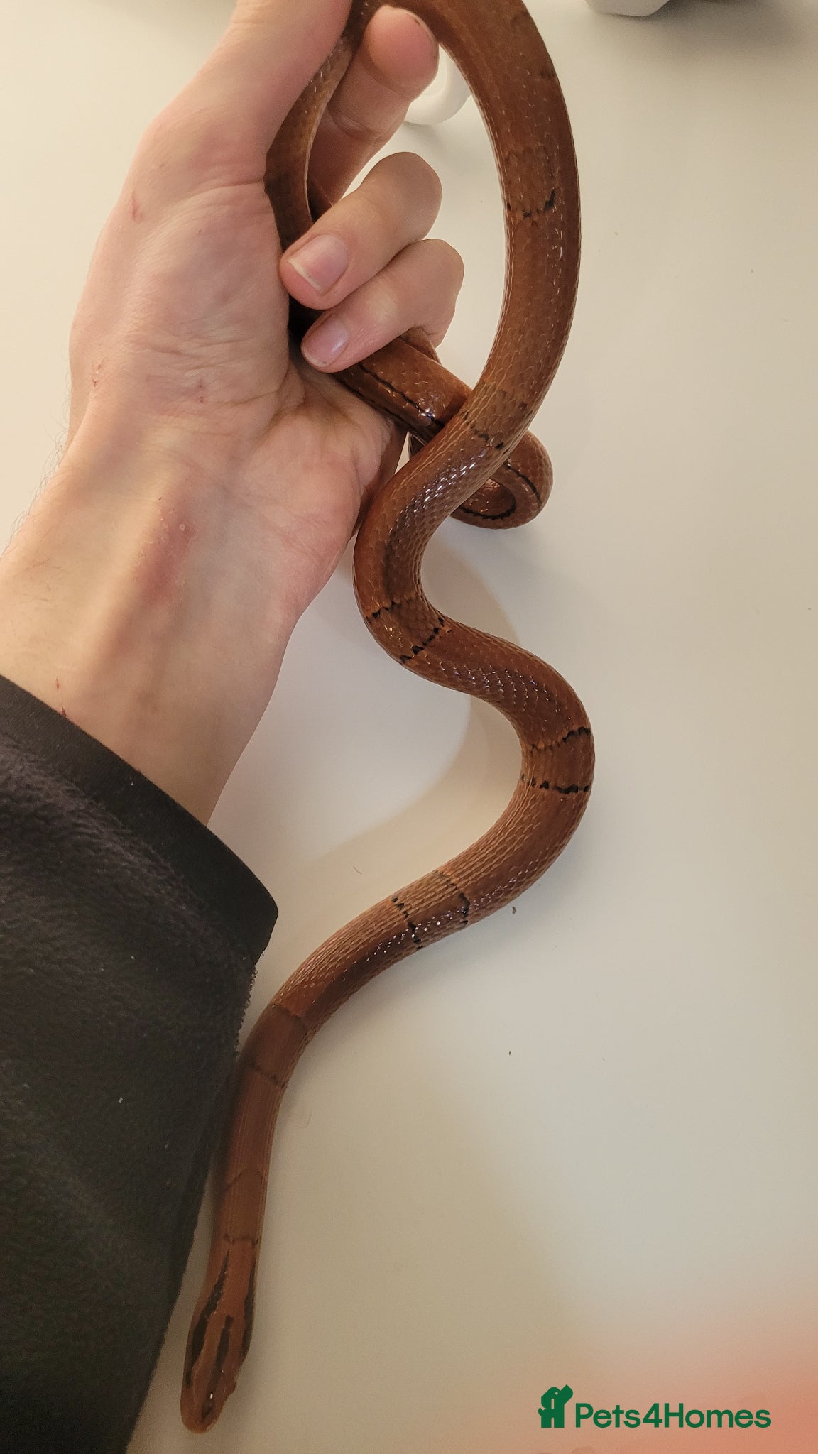 Rat Snake reptiles Yunnan Bamboo Rat snake - Advert 3