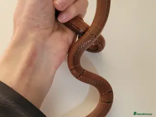 Rat Snake reptiles Yunnan Bamboo Rat snake - Advert 17