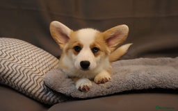 Welsh Corgi Pembroke dogs for sale: Stunning 33 Generation KC Pembroke Corgi Pups - Image 12