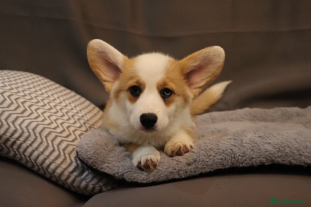 Welsh Corgi Pembroke dogs for sale: Stunning 33 Generation KC Pembroke Corgi Pups - Image 12