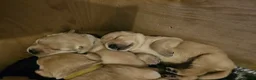 Labrador Retriever dogs for sale: Labrador Retriever Puppies🐶🐾 - Advert 15