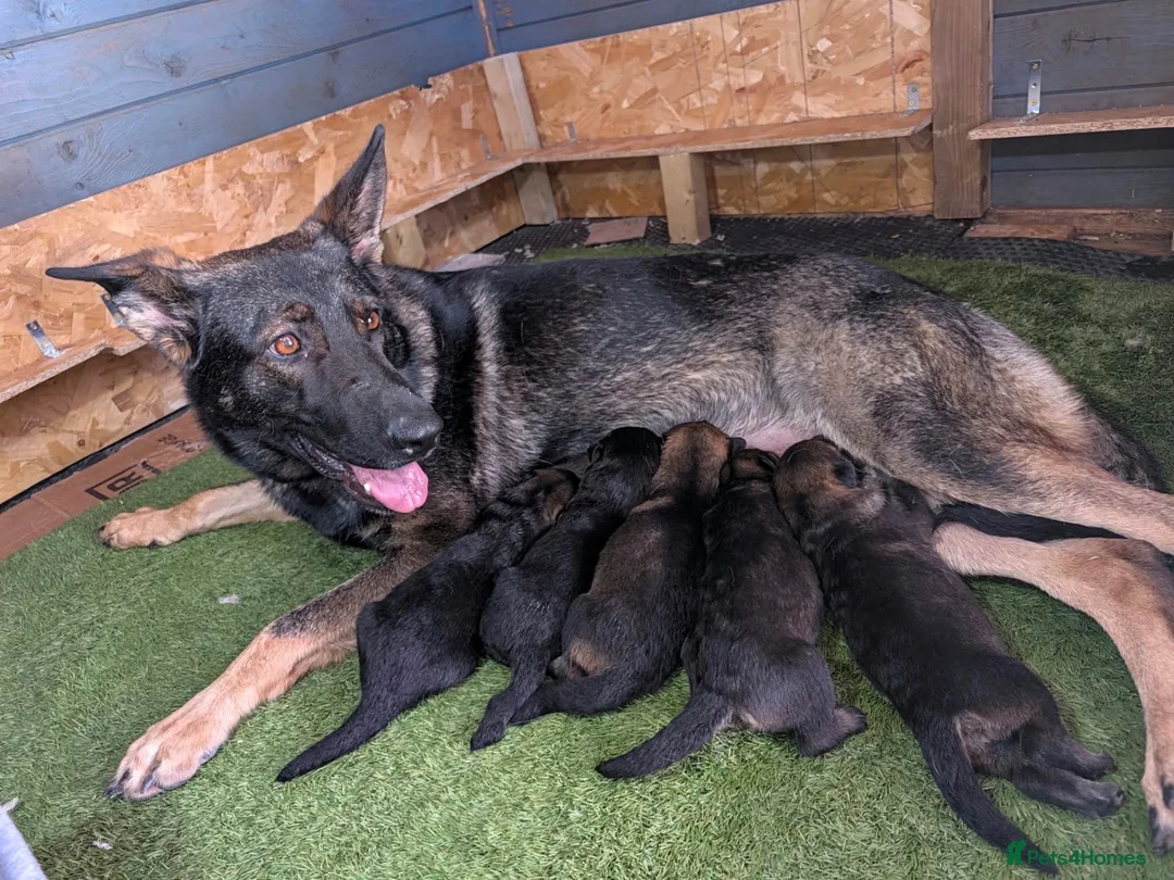 German Shepherd dogs for sale: DDR X Czech line Puppies  - Advert 15