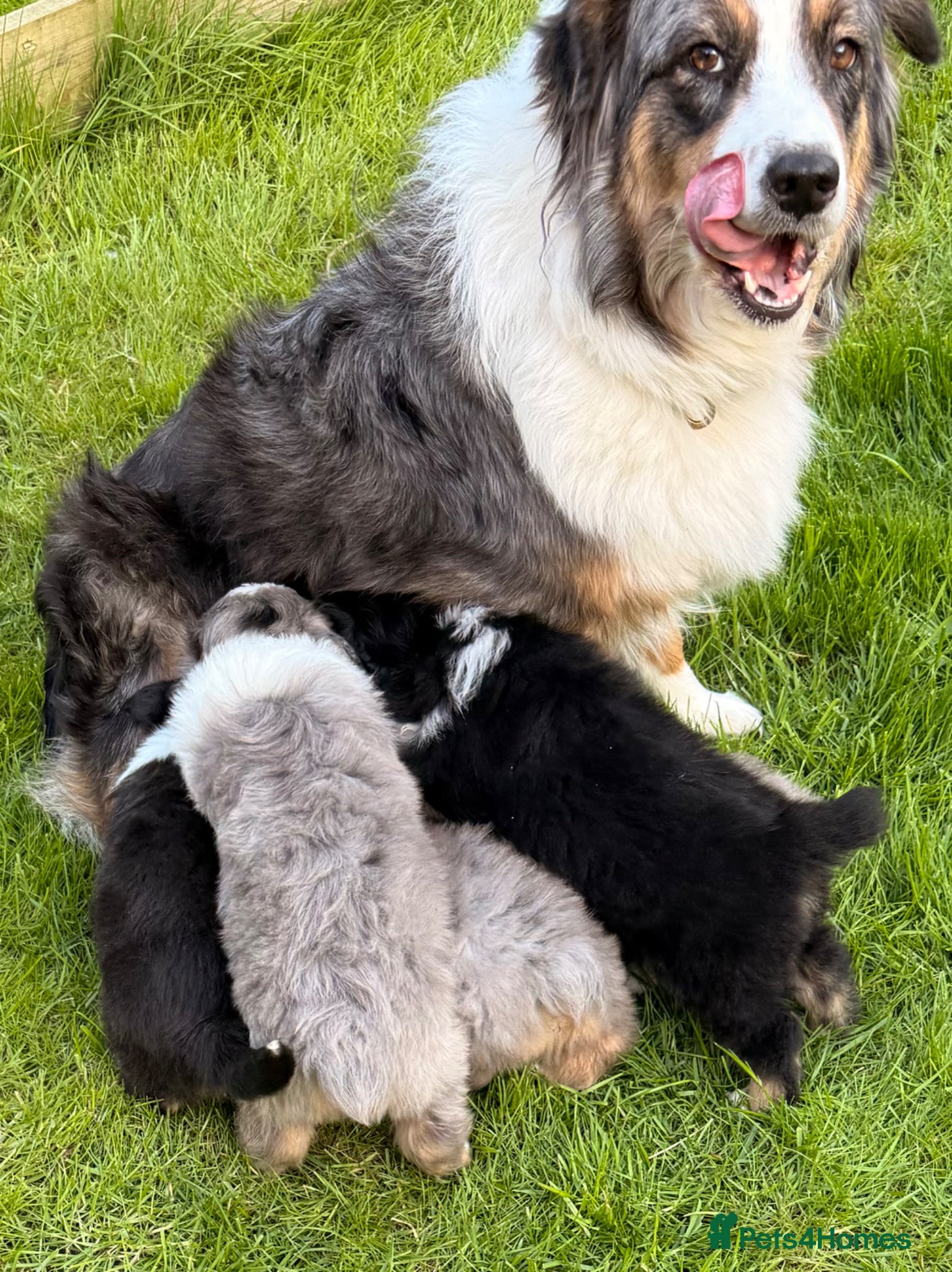 Australian Shepherd dogs Aussie Puppies pure bread - Advert 1