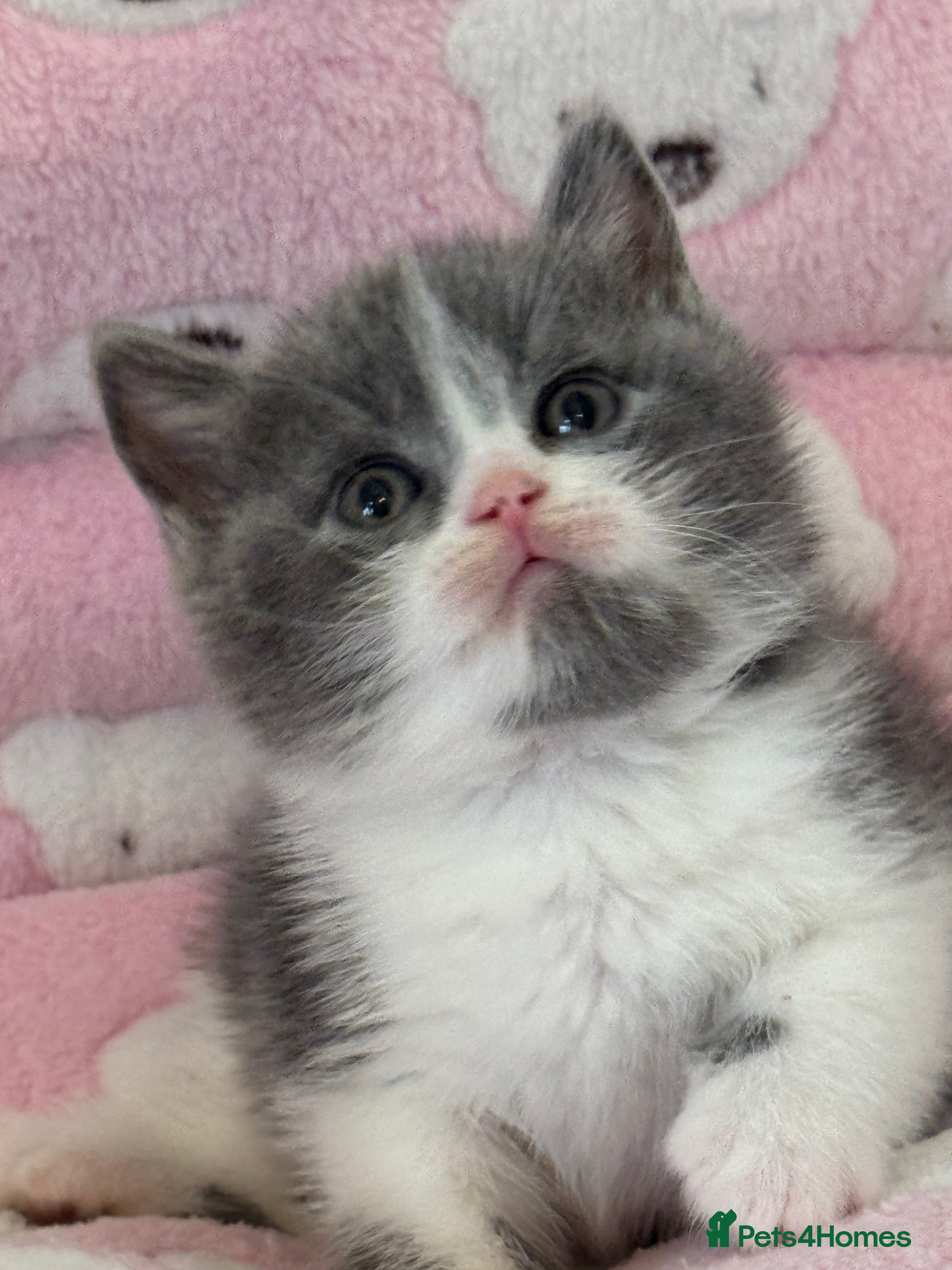 British Shorthair cats British shorthair kittens  - Advert 2