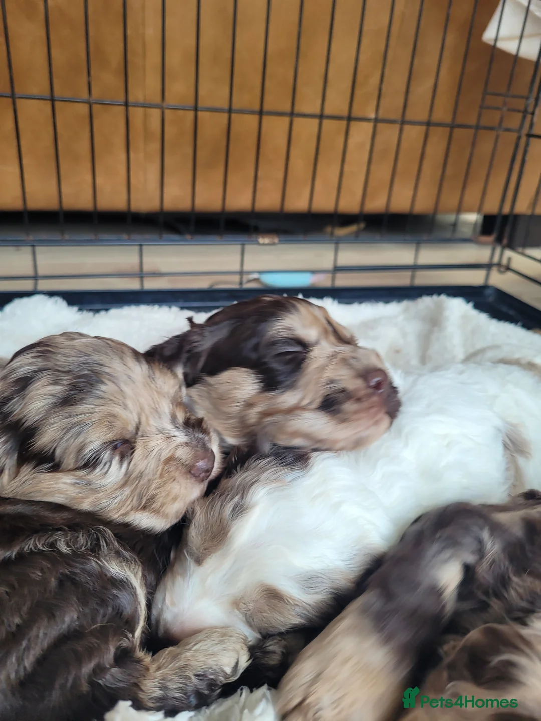 Miniature Poodle dogs for stud: Chocolate Merle Miniature Poodle for stud in Warrington - Advert 14
