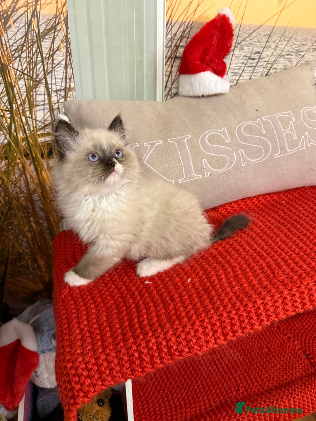 Ragdoll cats for sale: Beautiful Ragdolls kittens  - Advert 15