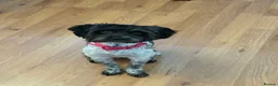 Cockapoo dogs for sale: Bella cockapoo in Redditch - Advert 3