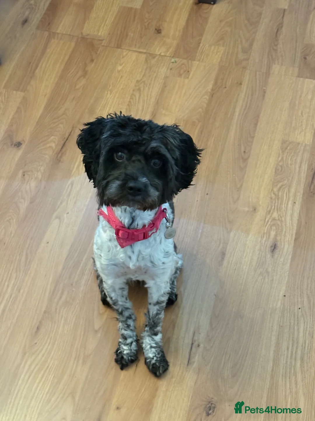 Cockapoo dogs for sale: Bella cockapoo in Redditch - Advert 3