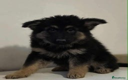 German Shepherd dogs for sale: German shepherd pups  - Image 12