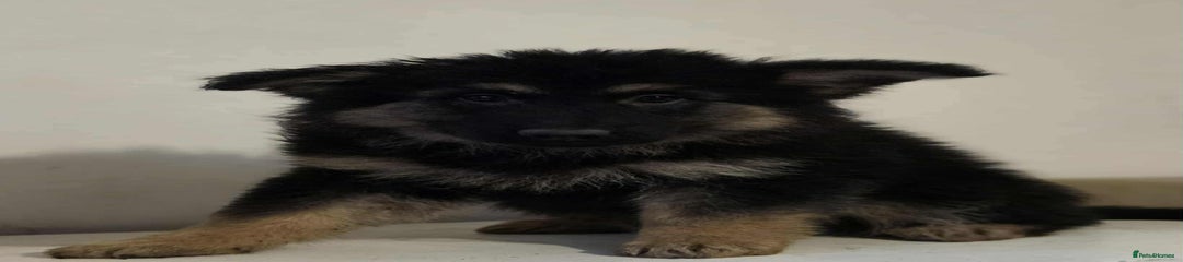 German Shepherd Puppy 5