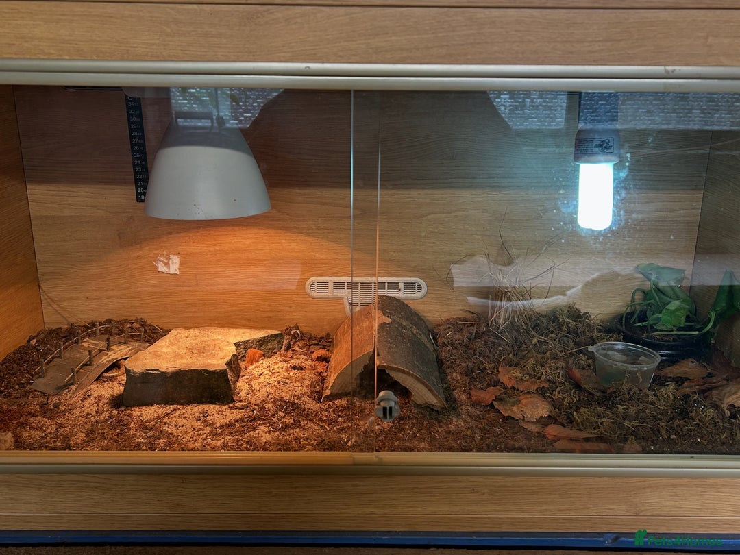 Skink reptiles for sale: Occelated Skinks - Image 7