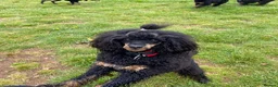 Miniature Poodle dogs for sale: Small miniature boy  - Advert 1