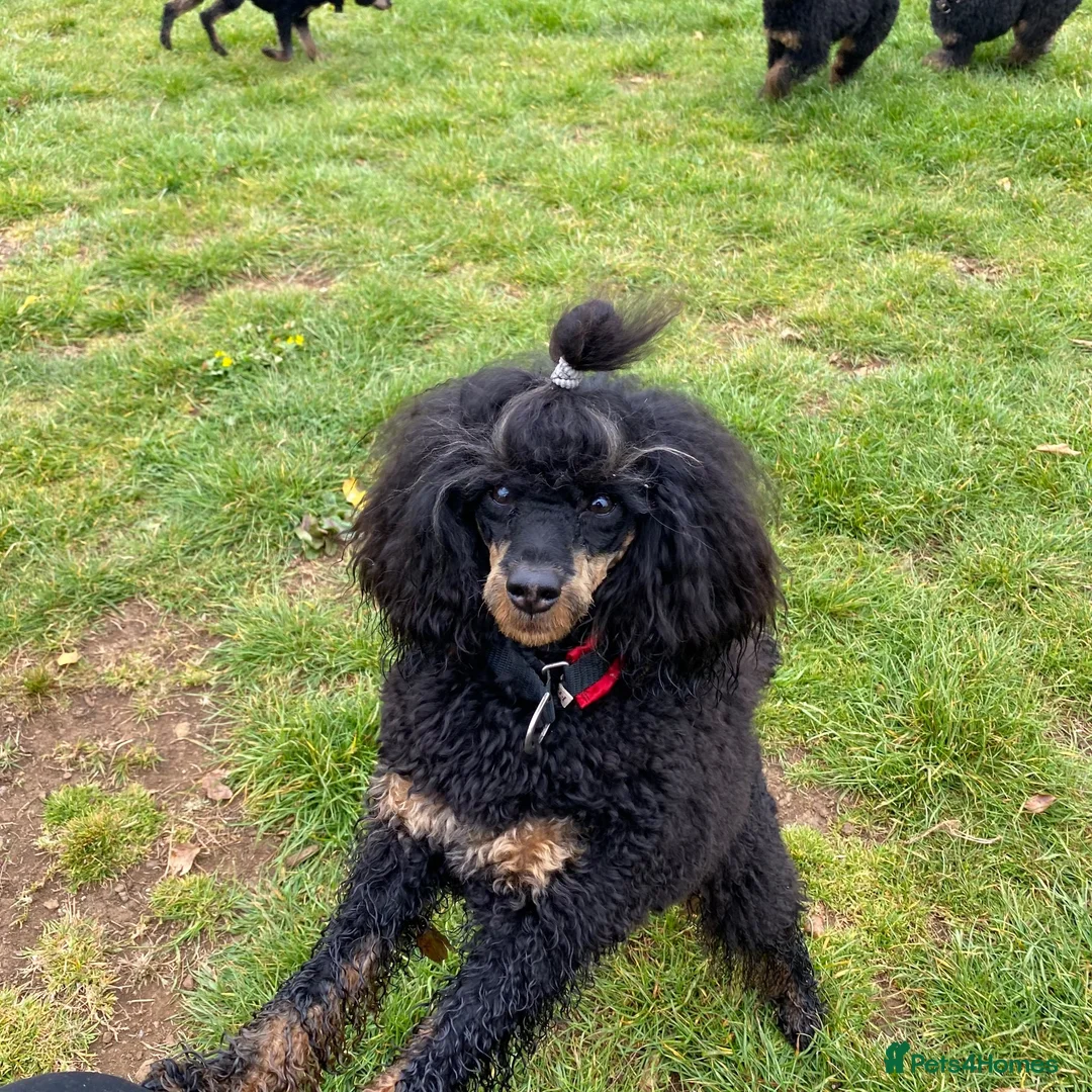 Miniature Poodle dogs for sale: Small miniature boy  - Advert 1