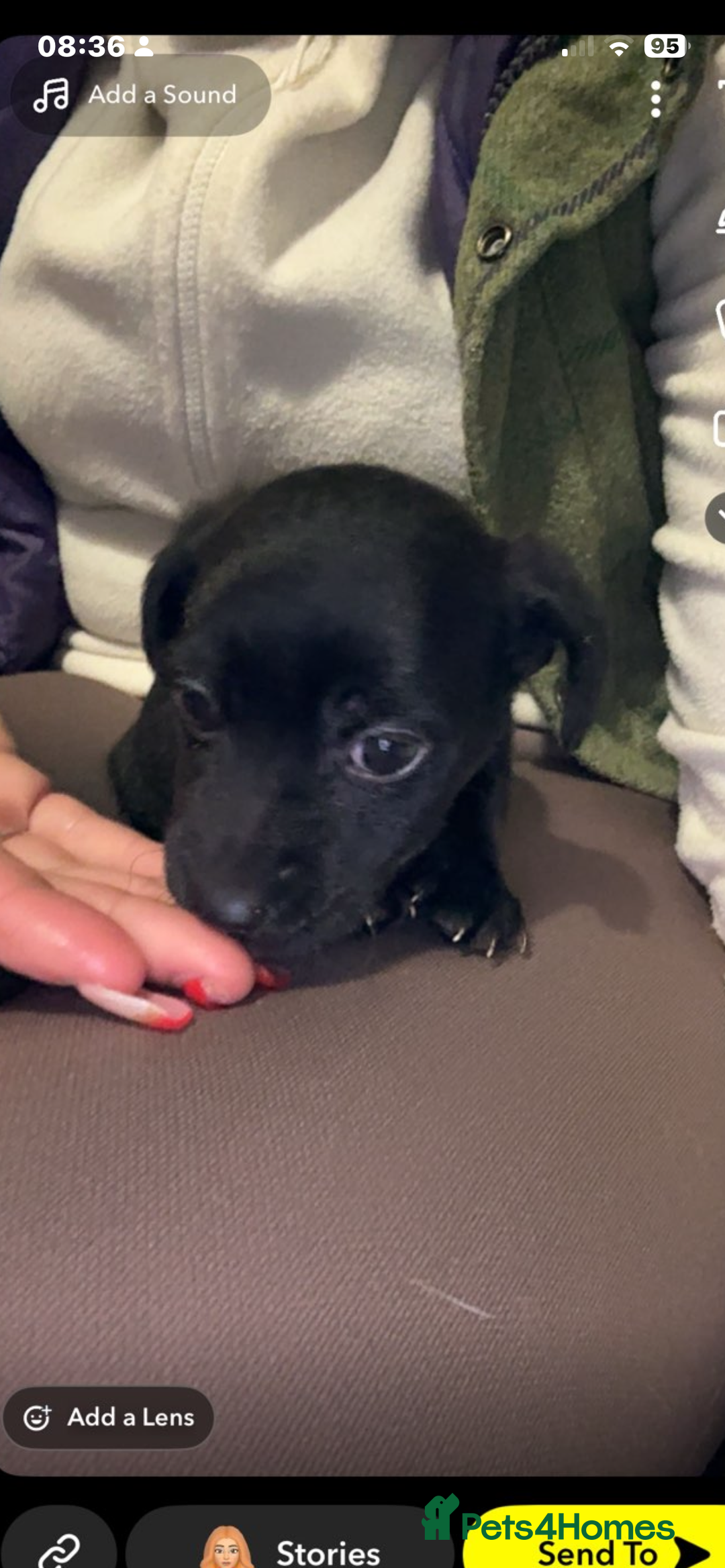 Jackapoo dogs for sale: Jackapoo puppies ready to leave - Advert 7