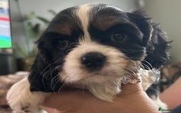 Mixed Breed dogs for sale: Cockerlier - Image 2