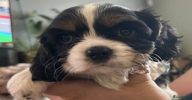 Mixed Breed dogs - Advert 15