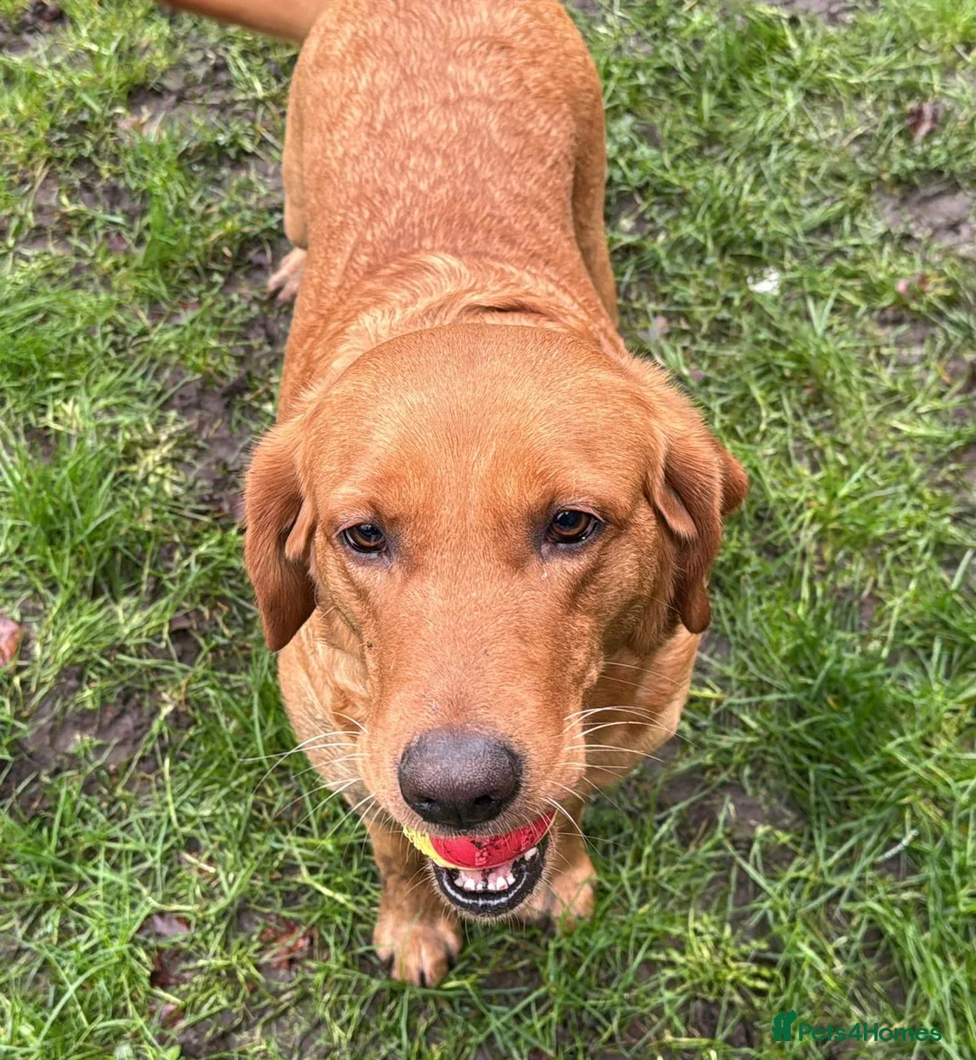 Goldador dogs for sale: BORN FROM HIP, ELBOW AND DNA PERFECT PARENTS - Advert 11