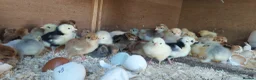Mixed Breed livestock for sale: Day‑old pure‑breed chicks Brahama Pekin and more - Advert 2