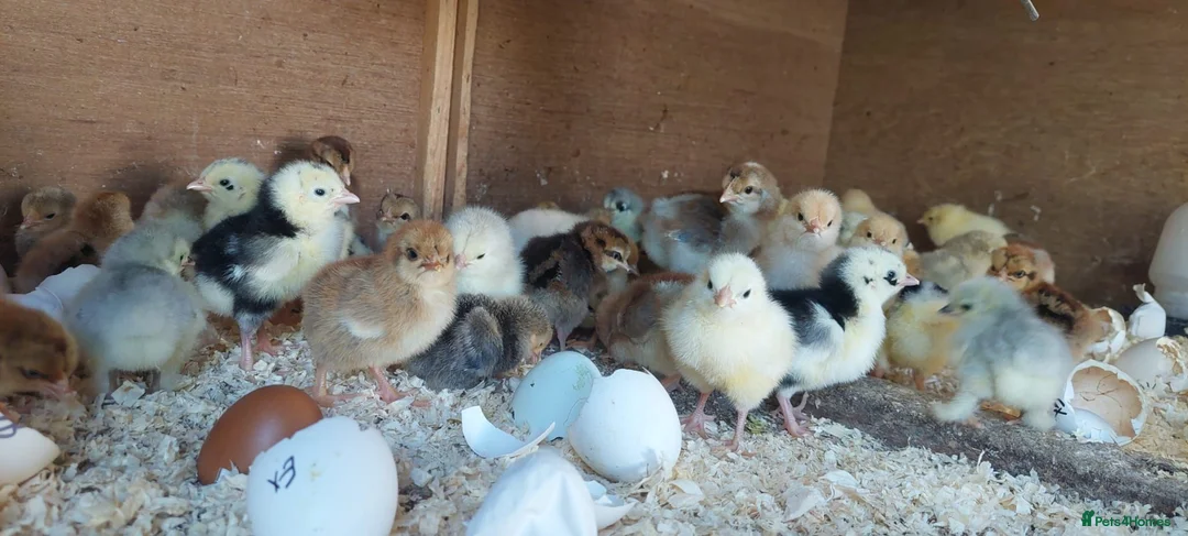 Mixed Breed livestock for sale: Day‑old pure‑breed chicks Brahama Pekin and more - Advert 2
