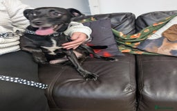 English Springer Spaniel dogs for adoption: DAISEY THE SPRINGER & WINNIE THE LABRADOR X PARSON - Image 5