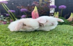 Mini Lop rabbits for sale: 2 x very friendly female mini lop rabbits - Image 1