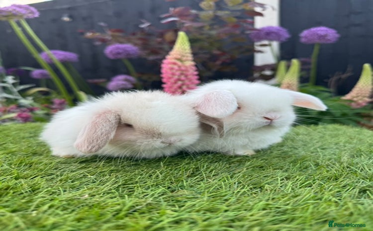 Mini Lop rabbits - Advert 1