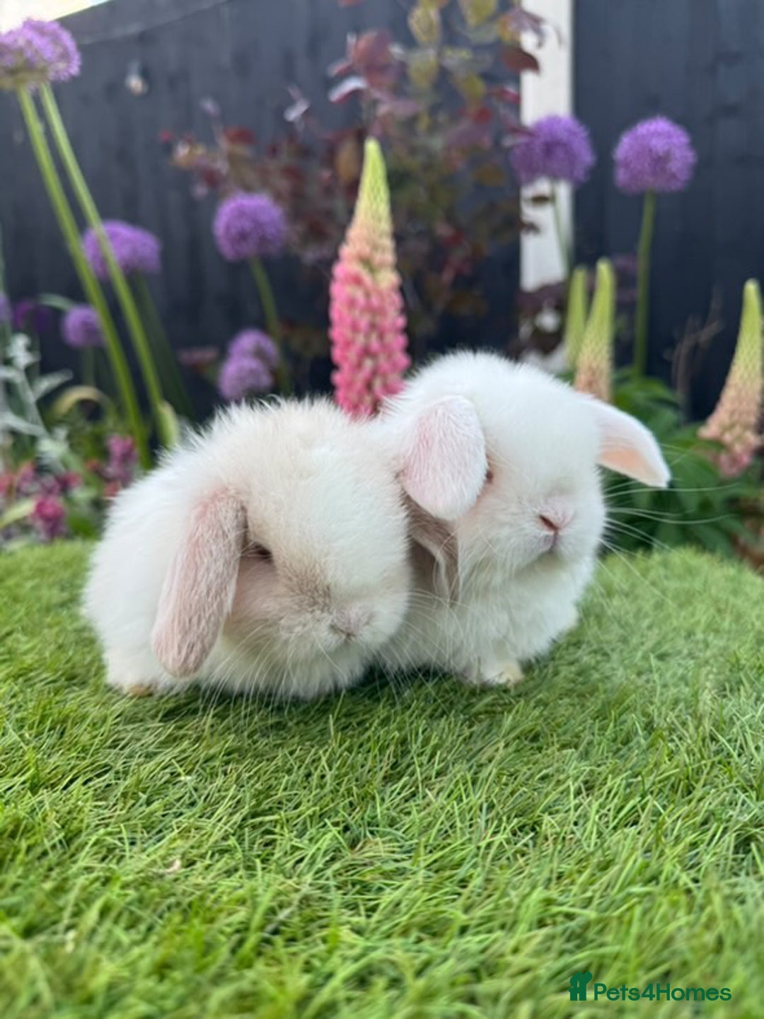 Mini Lop rabbits for sale: 2 x very friendly female mini lop rabbits - Image 1