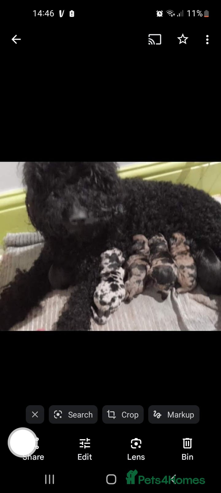 Doxiepoo dogs Doxiepoo ready now - Advert 1