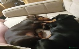 Dachshund dogs for sale: dachshund  - Image 2