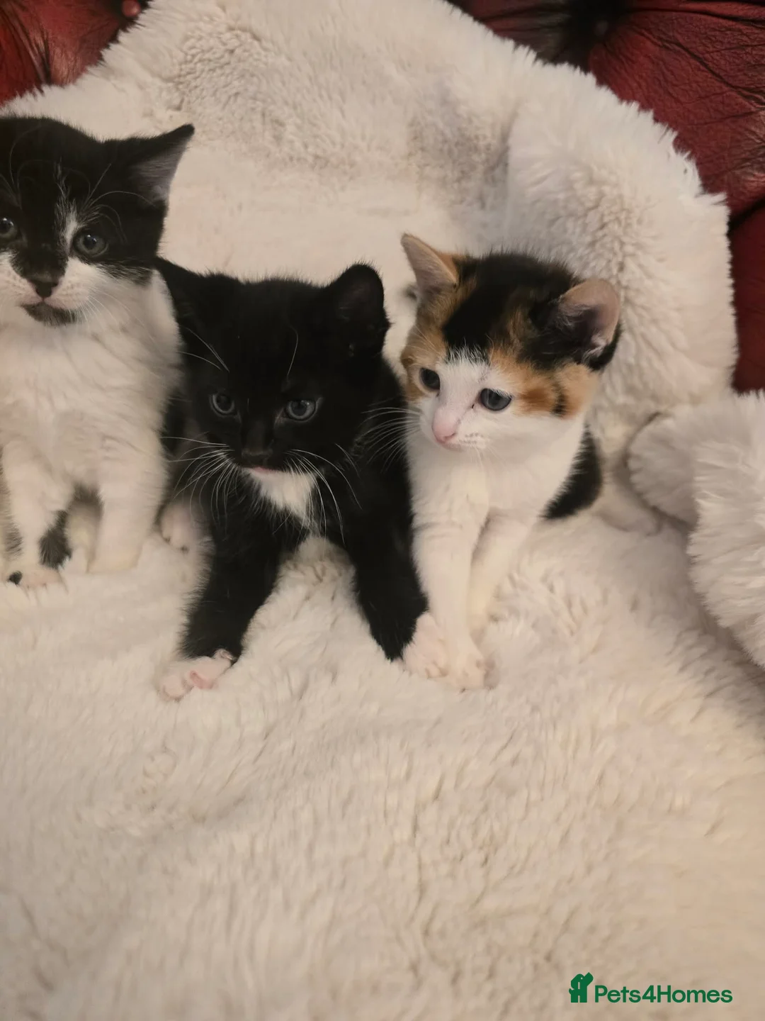Mixed Breed cats for sale: kittens - Advert 8