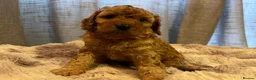 Cavapoo dogs for sale: Cavapoo F1BB puppies  in Grimsby - Advert 13
