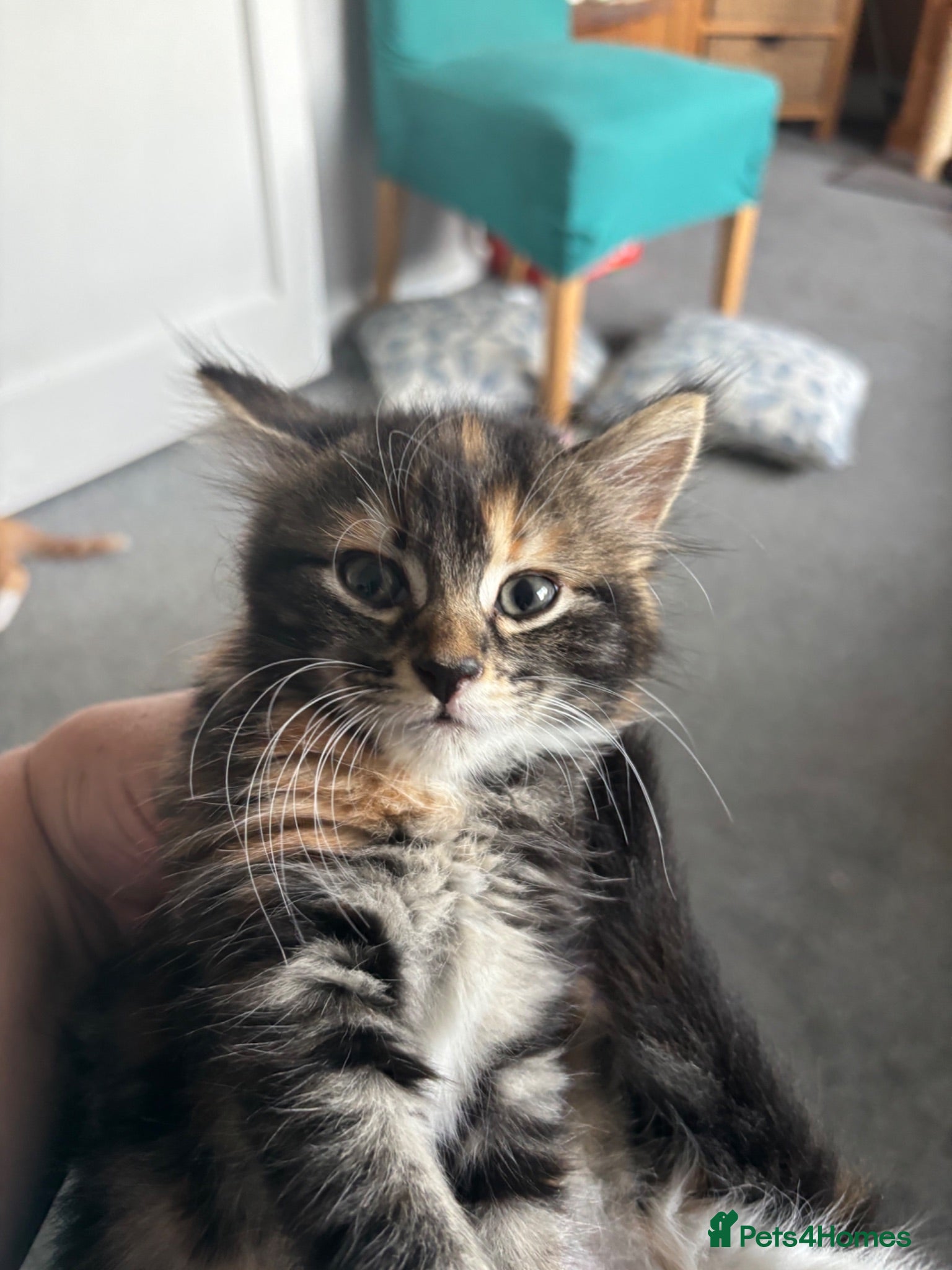 Mixed Breed cats Three beautiful kittens looking for forever home  - Advert 5
