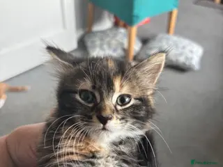 Mixed Breed cats Three beautiful kittens looking for forever home - Advert 5