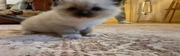 Ragdoll cats for sale: Seal mitted ragdoll kittens ready 26/9 - Advert 13
