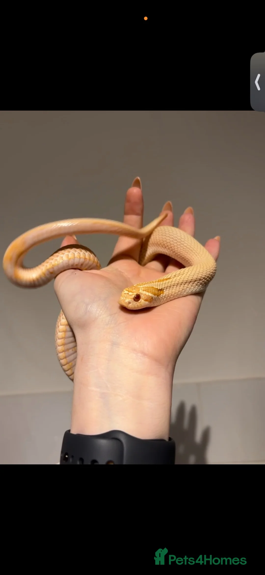 Snake reptiles for sale: Male hognose pet only  - Advert 3