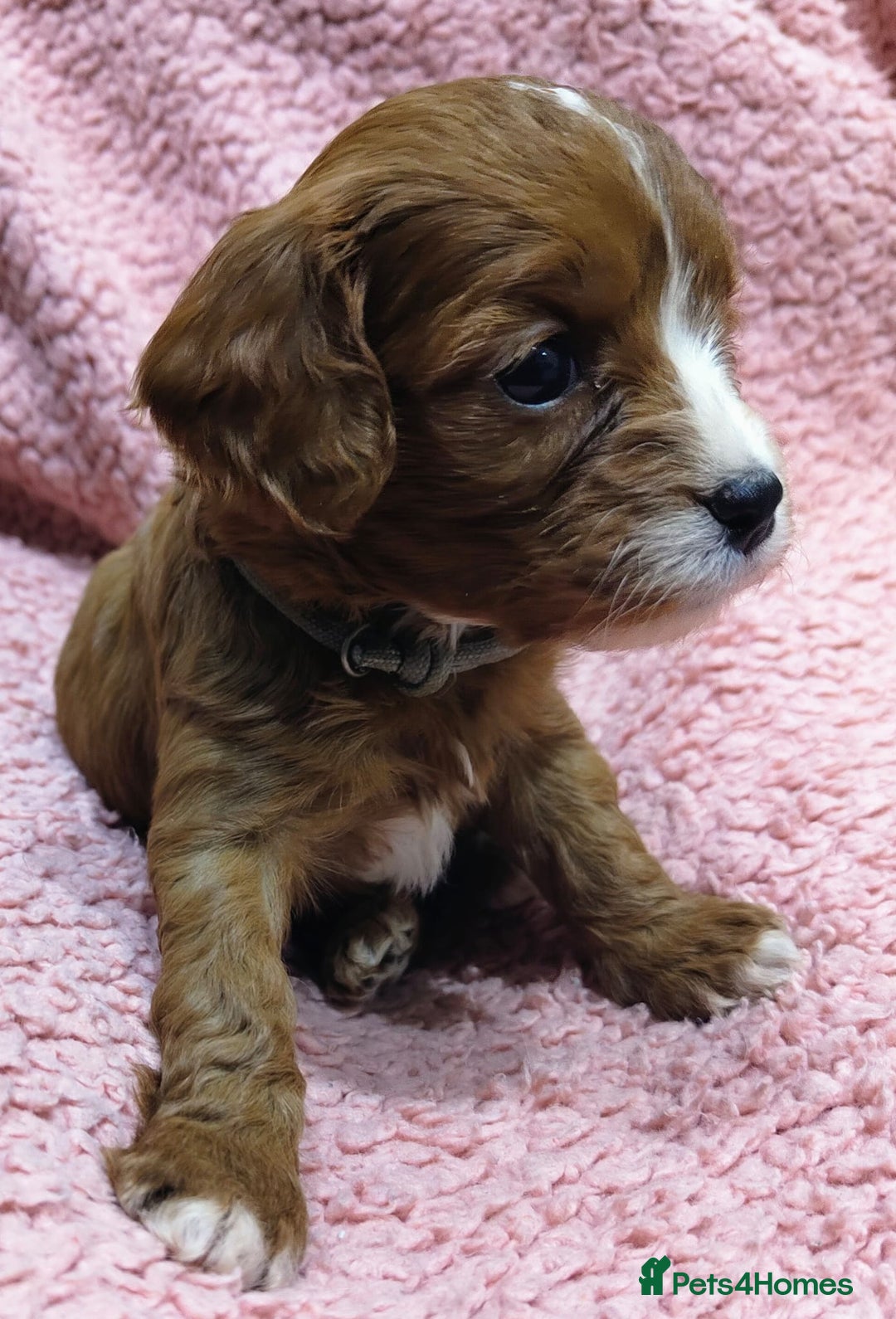 Cavapoo dogs for sale: Amazing quality cavapo litter  - Advert 11