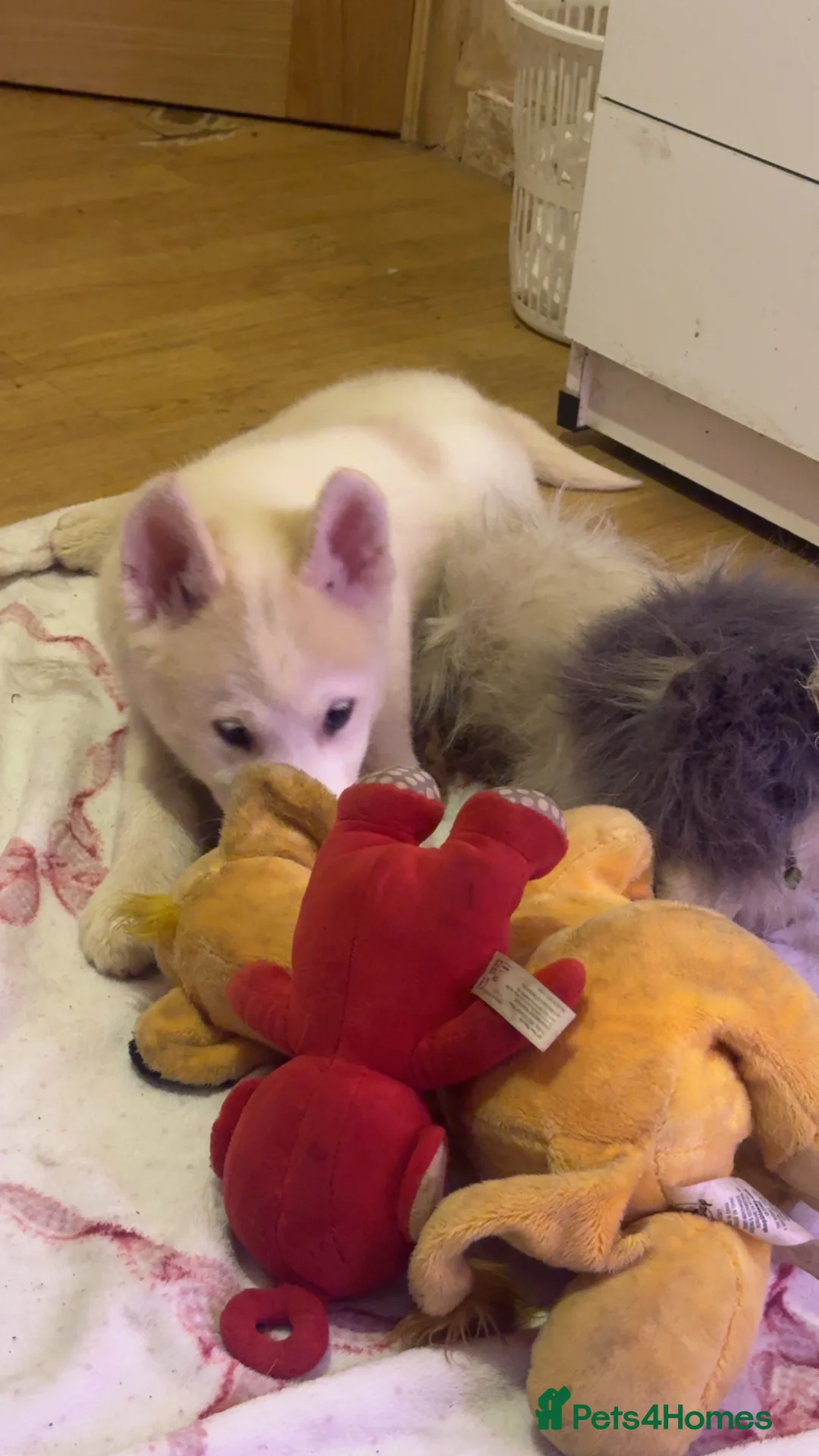 Siberian Husky dogs for sale: Siberian husky  - Advert 34