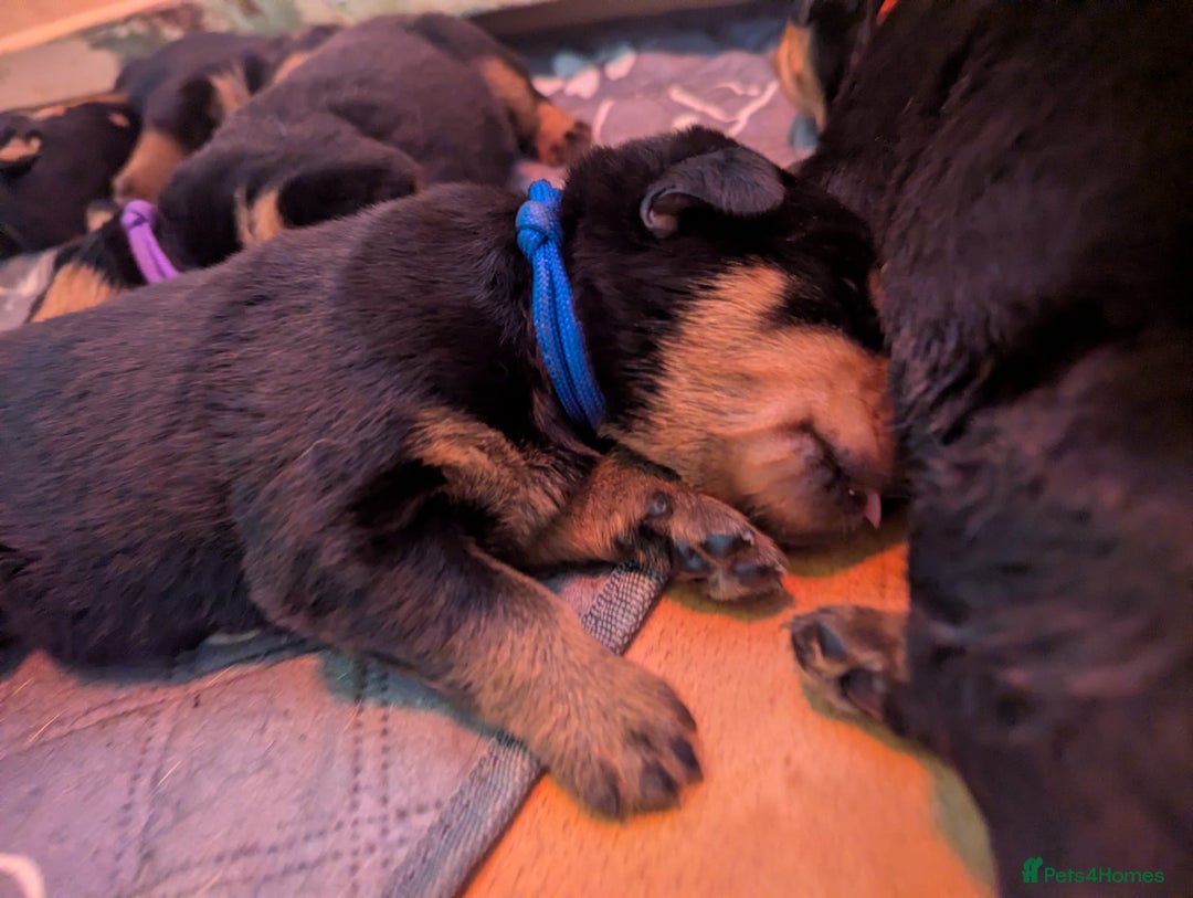 Rottweiler dogs for sale: 🐾 Stunning KC Registered Rottweiler Puppies  - Advert 11