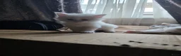 Mixed Breed cats for sale: Cats for sale  - Advert 9