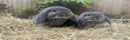French Lop rabbits for sale: French Lop/Mini Lop ready from the 10th of June - Advert 5