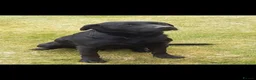Labrador Retriever dogs for sale: Beautiful Kennel Club Registered Labradors Puppies - Advert 5