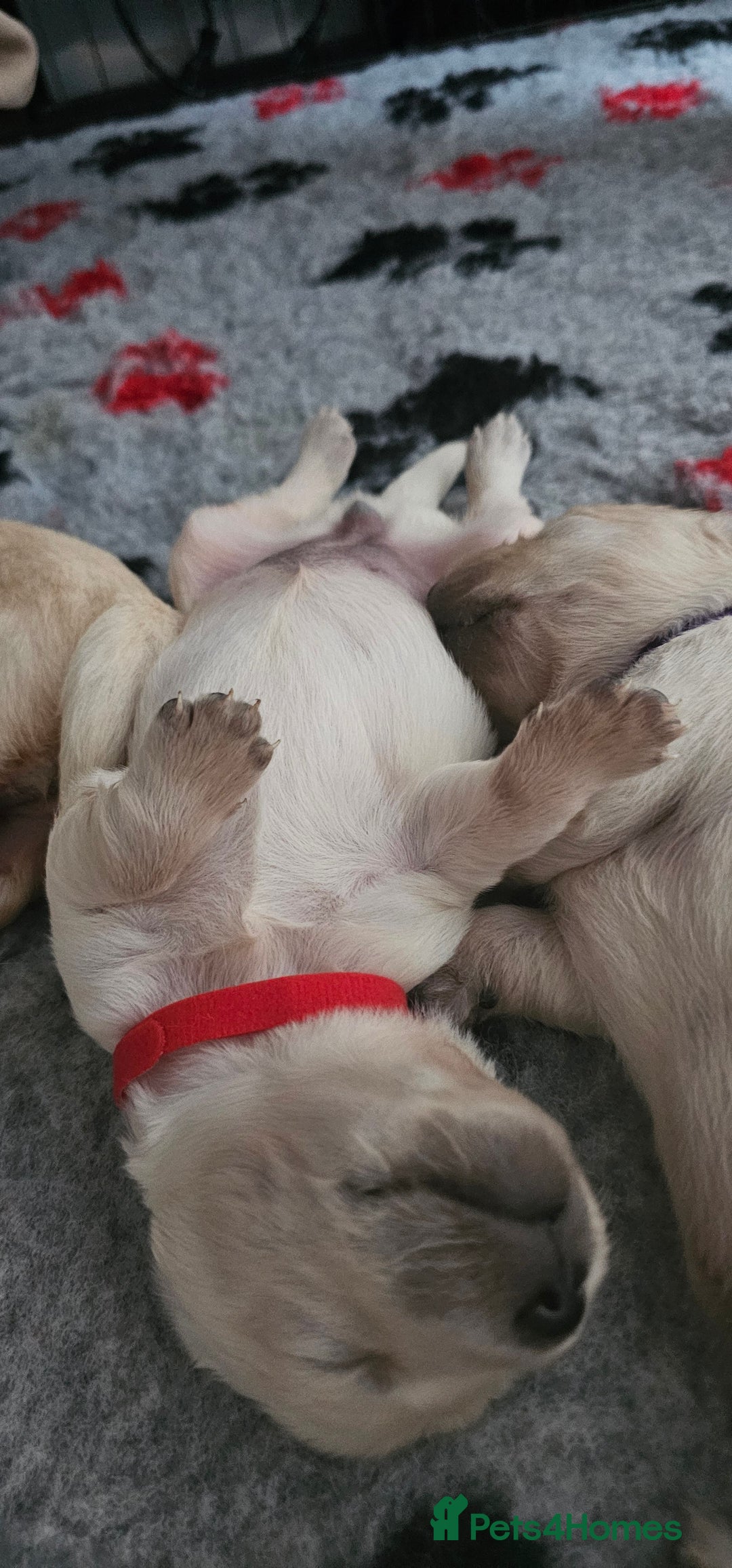 Golden Retriever dogs for sale: GOLDEN RETRIEVER PUPPIES - you will fall in love  - Image 4