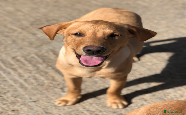Labrador Retriever dogs in Catterick Garrison - Advert 14