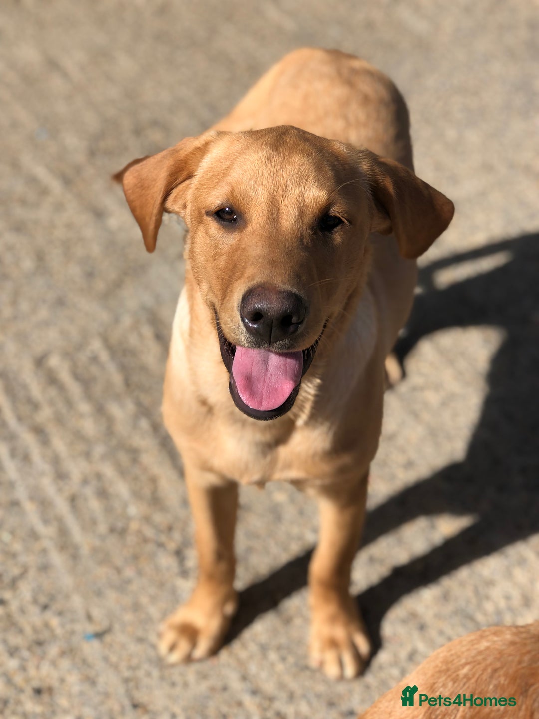 Labrador Retriever dogs for sale: Foxred/Yellow Labradors 5* Licensed Breeder in Catterick Garrison - Image 1