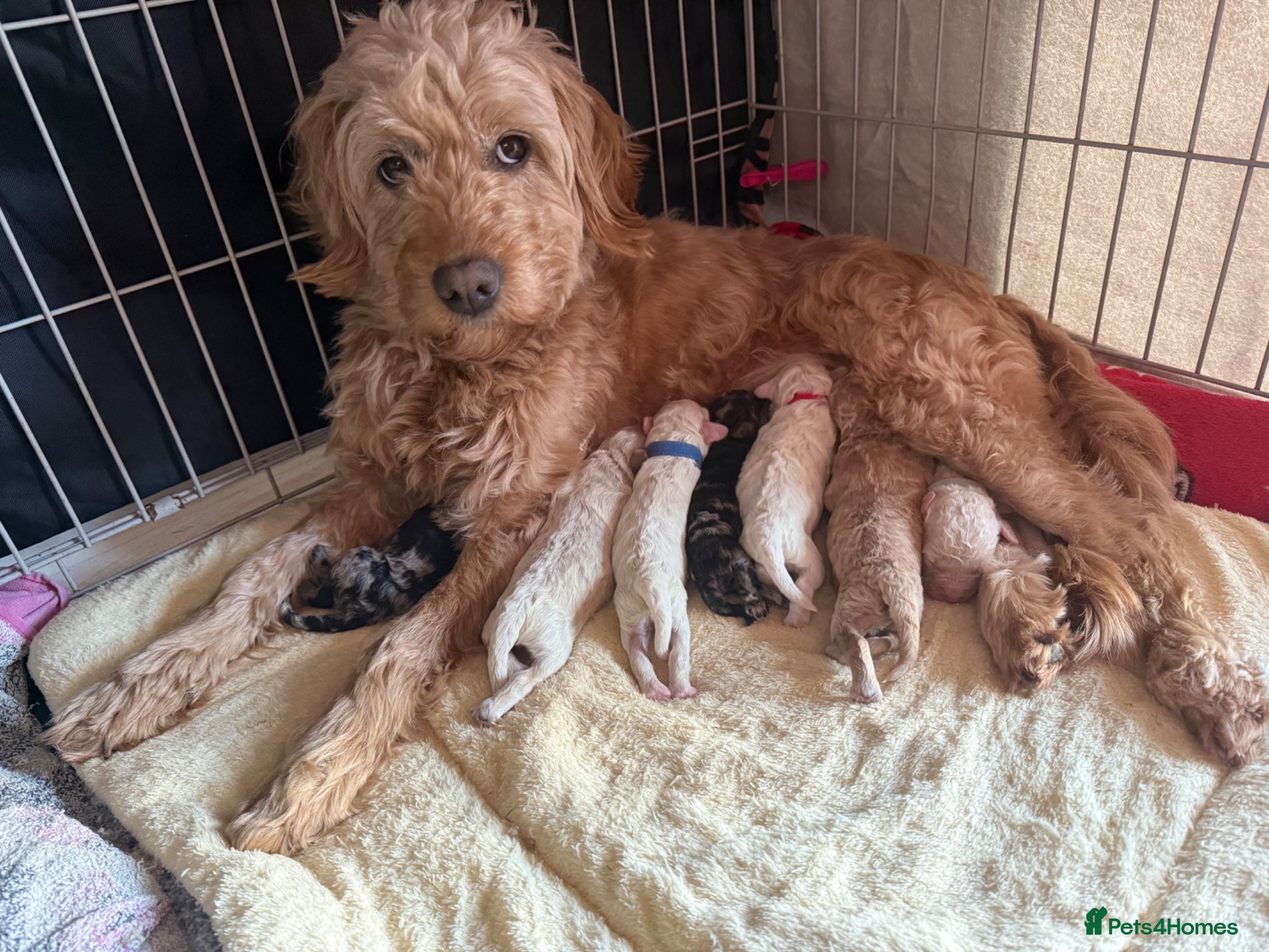 Mini Goldendoodle dogs  Beautiful Miniature golden puppies puppies ready - Advert 1
