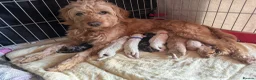 Mini Goldendoodle dogs for sale:  Beautiful Miniature golden puppies puppies ready in Newcastle - Advert 1