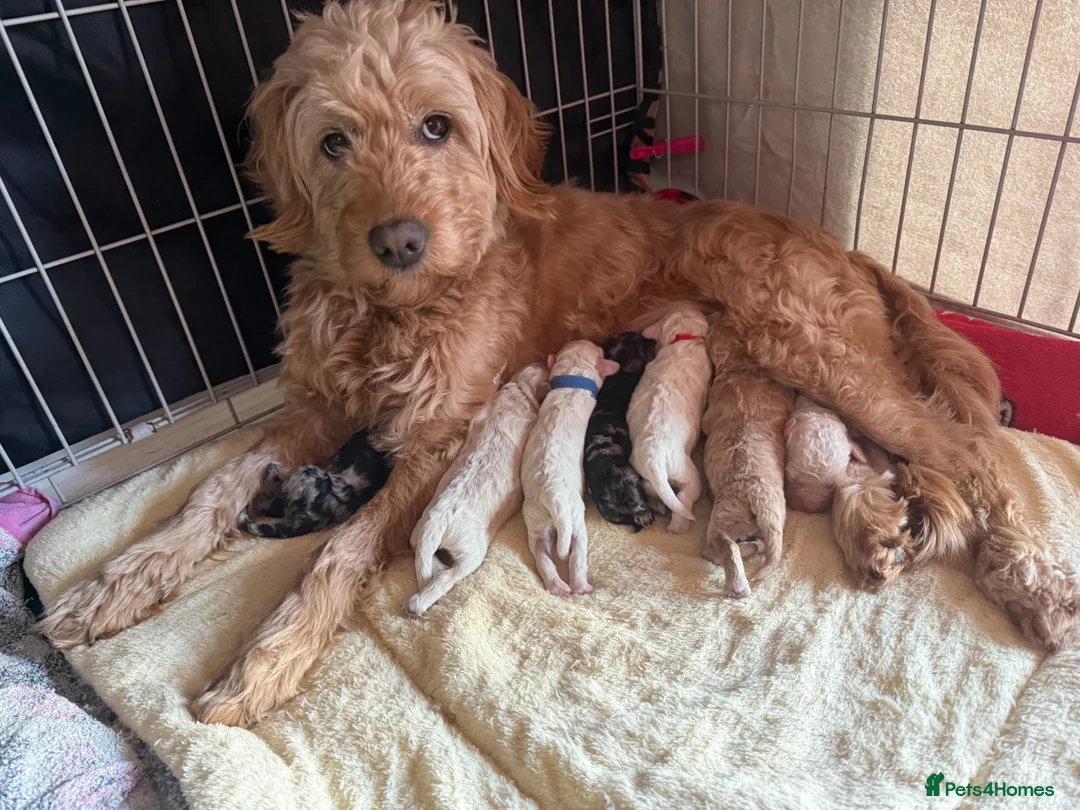 Mini Goldendoodle dogs for sale:  Beautiful Miniature golden puppies puppies ready in Newcastle - Advert 1