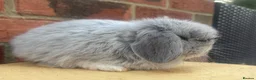 Mini Lop rabbits for sale: Pure bred baby pedigreed mini lops  - Advert 11
