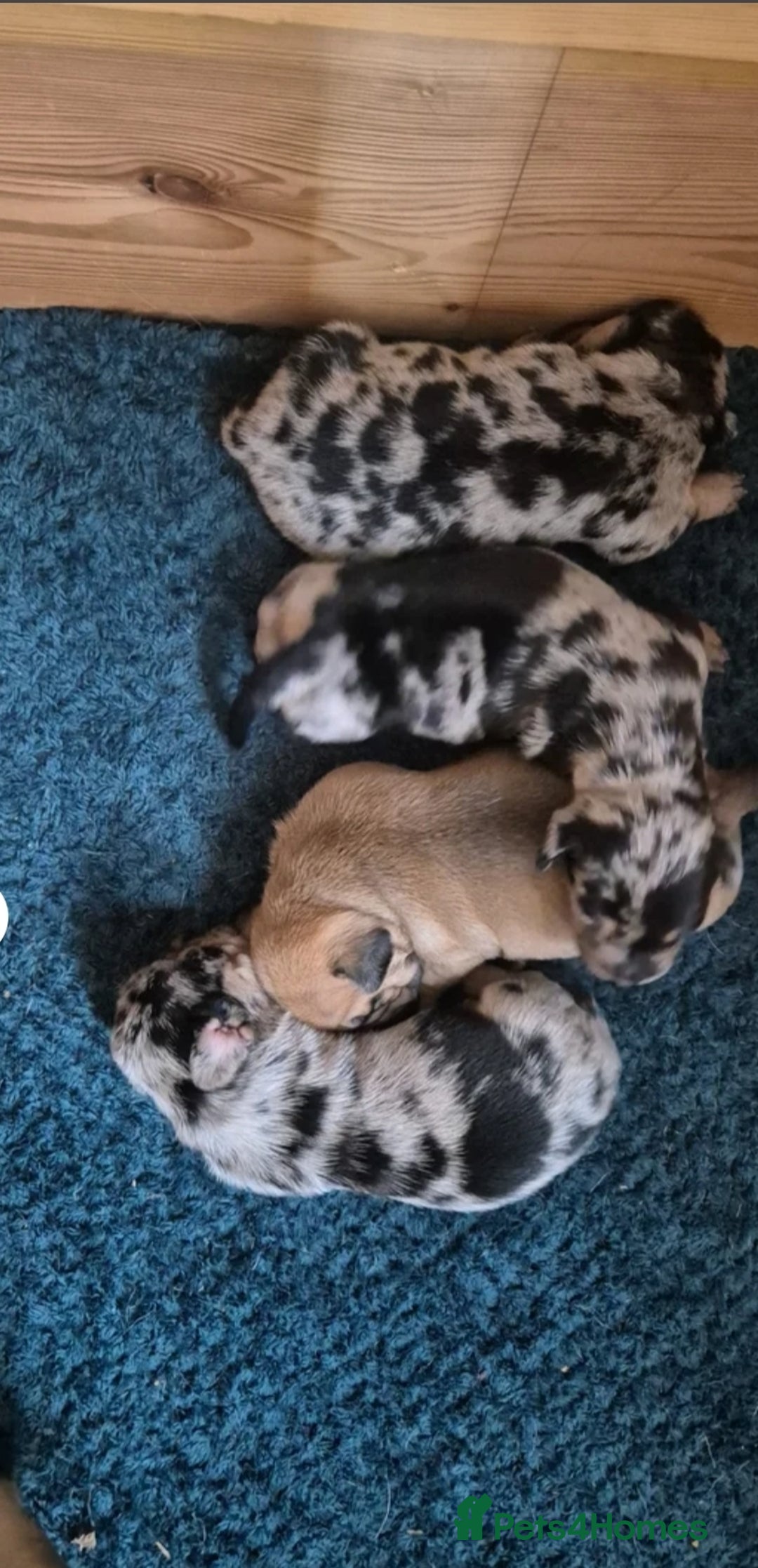 Mixed Breed dogs for sale: French bulldog X dachshund puppy - Advert 2